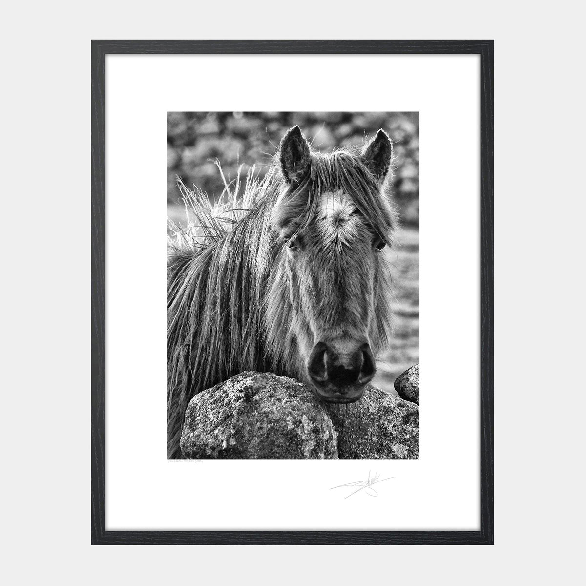 Donegal Horse