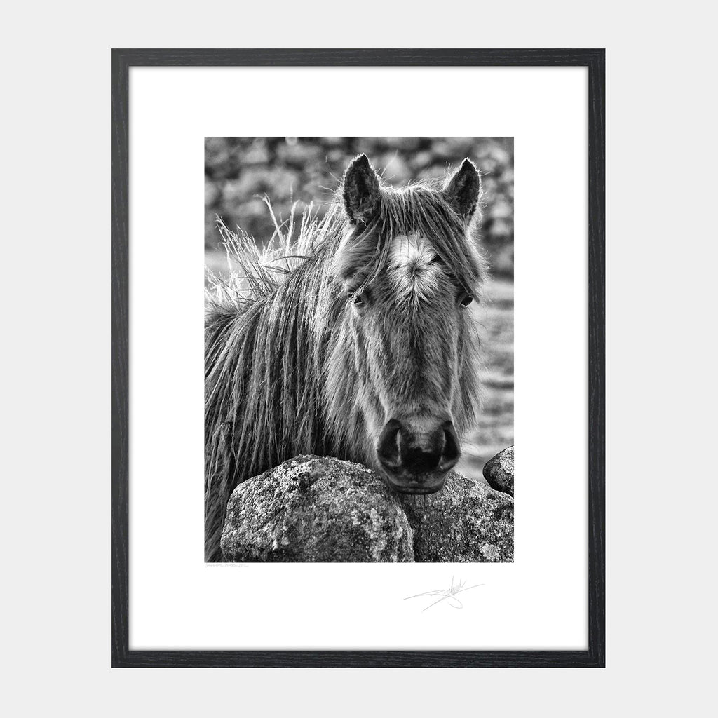 Donegal Horse