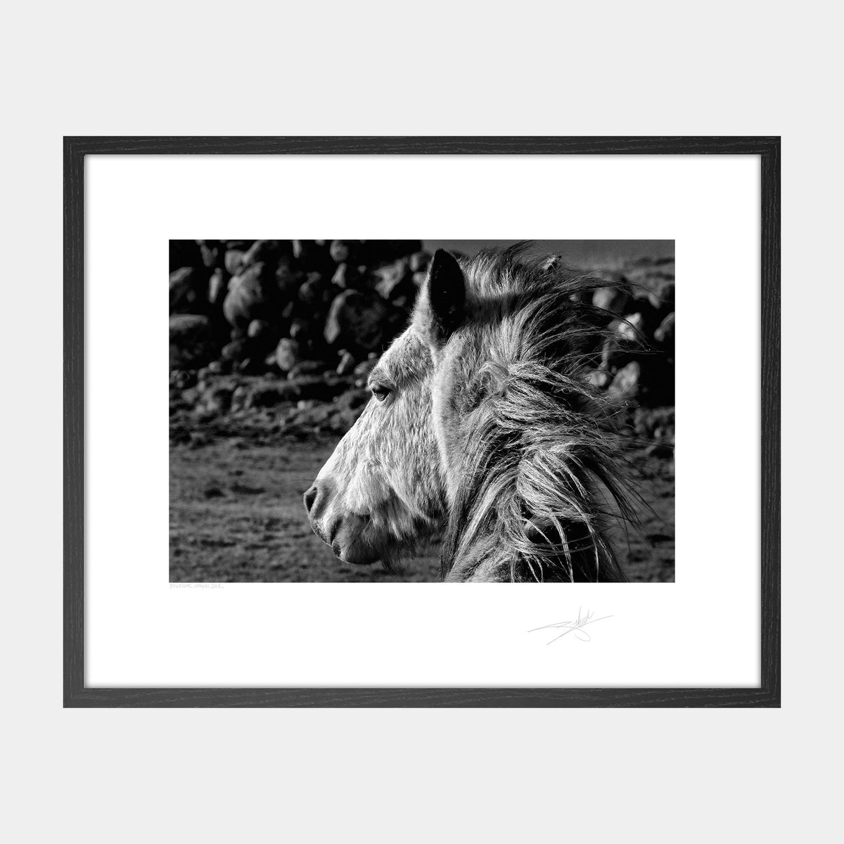 Donegal Horse