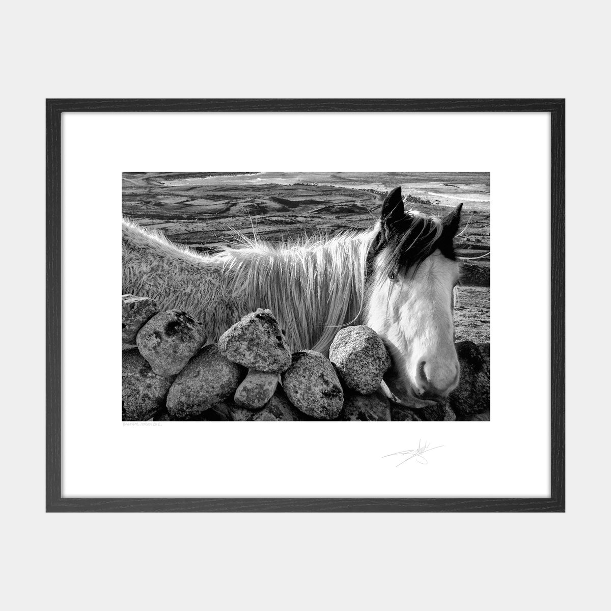Donegal Horse