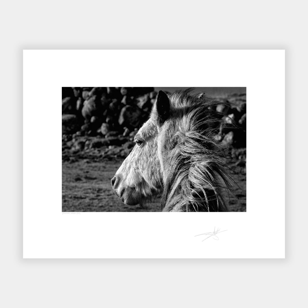 Donegal Horse