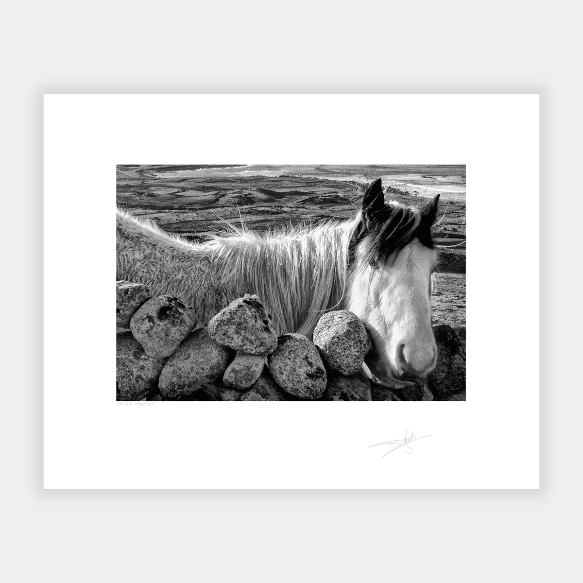 Donegal Horse