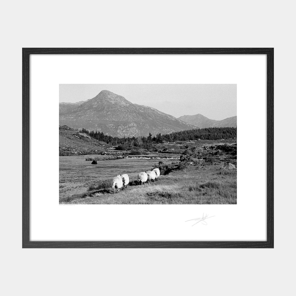 Sheep Connemara '97 Ireland