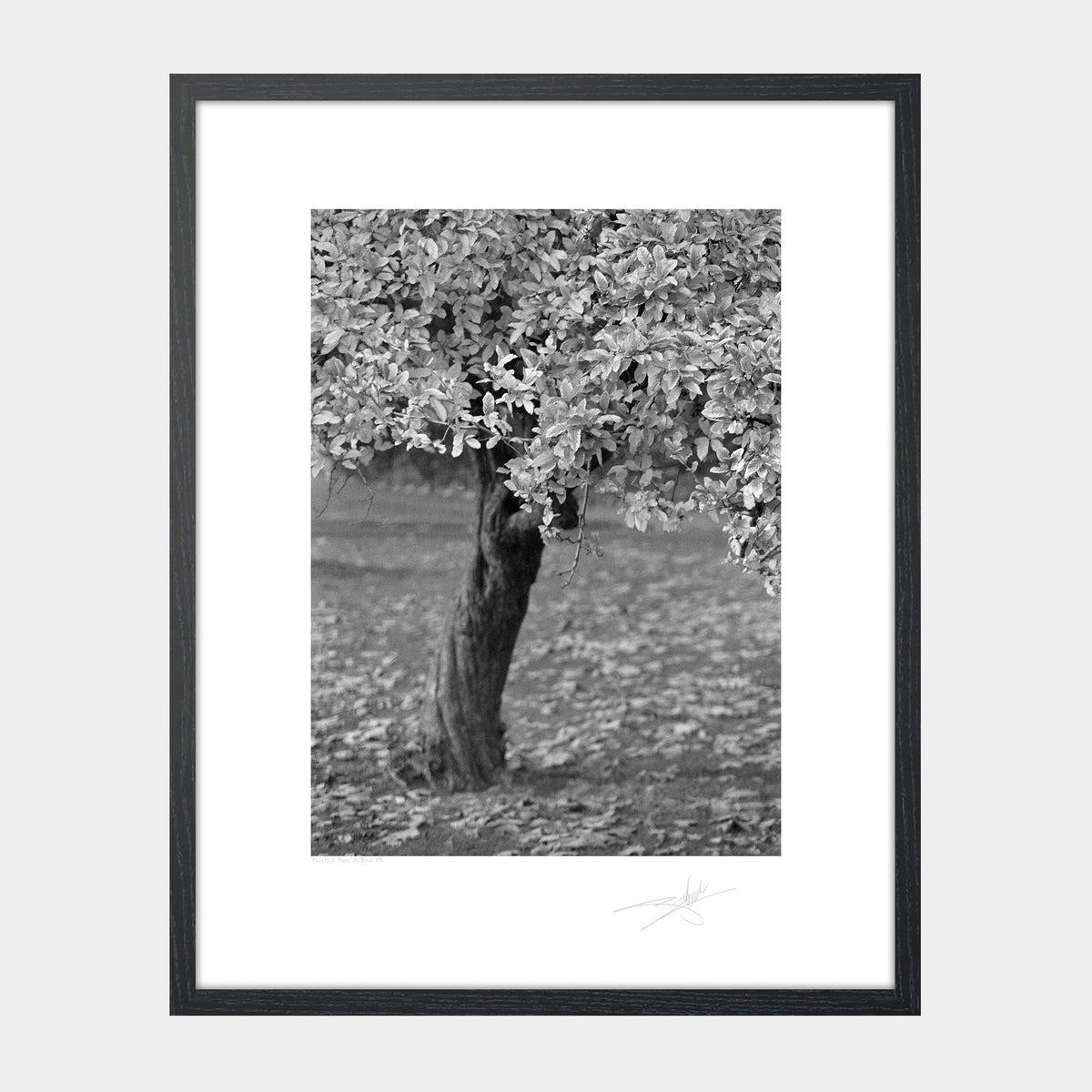 Twisted Tree Dublin '88 Ireland
