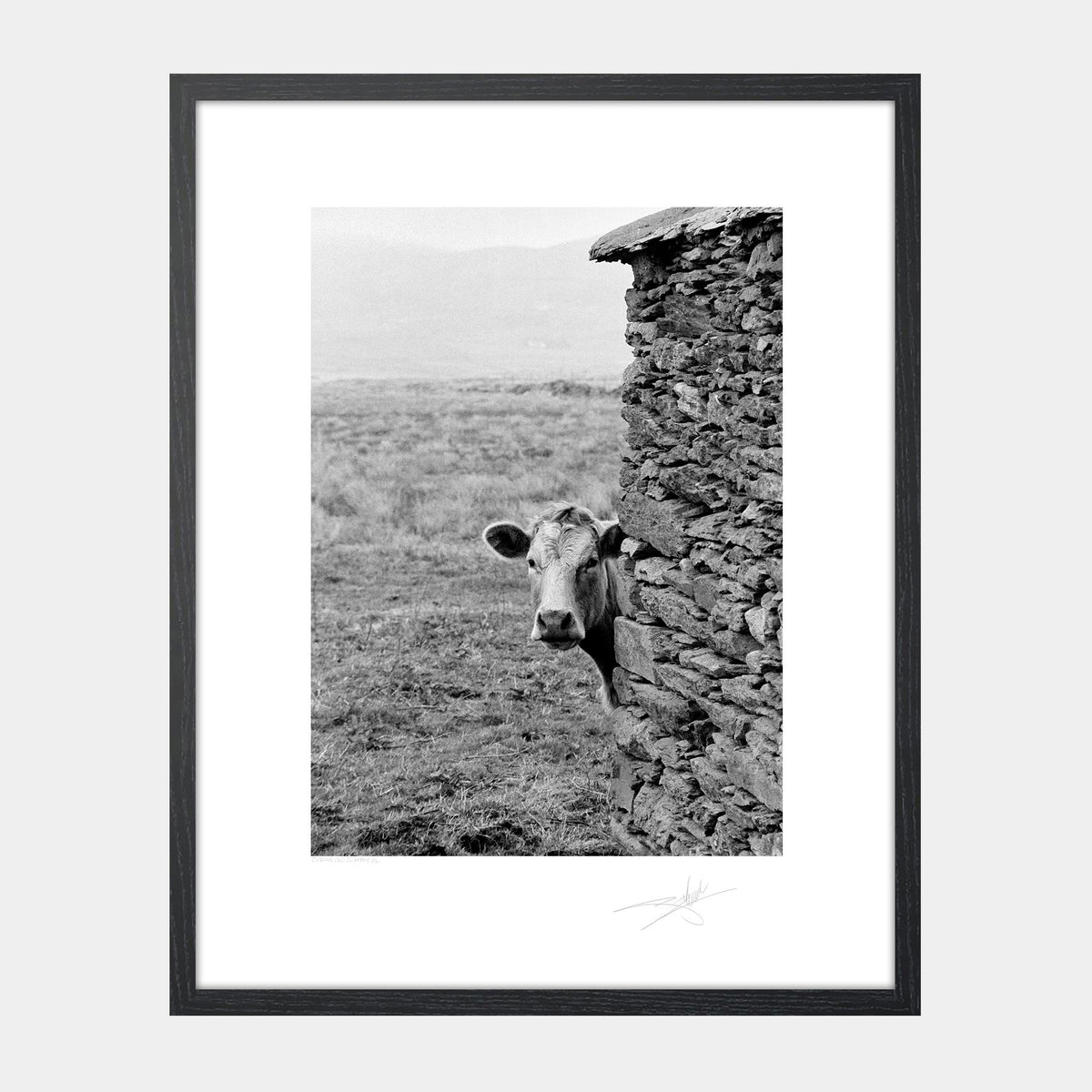 Curios Cow Ireland Valentia Island
