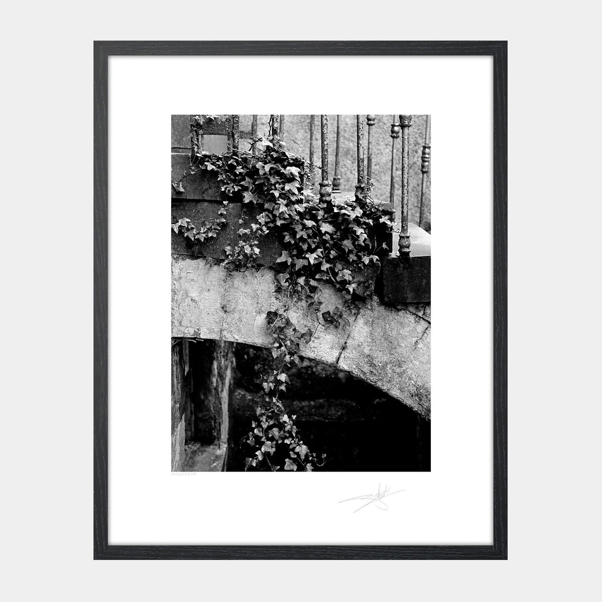 Hanging Ivy '88 Ireland