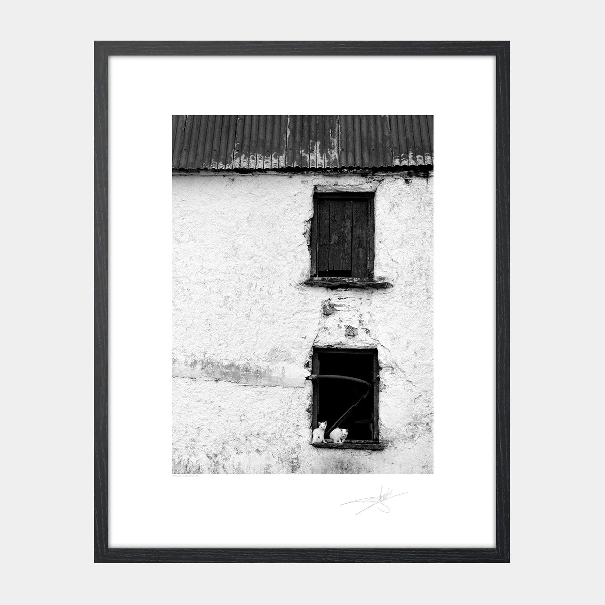 Kittens West Cork Ireland '88