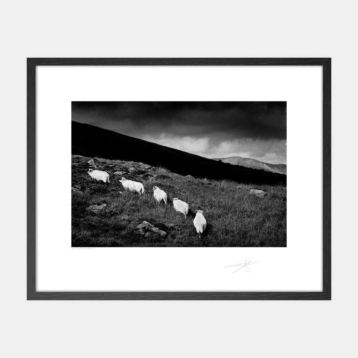 Five Sheep