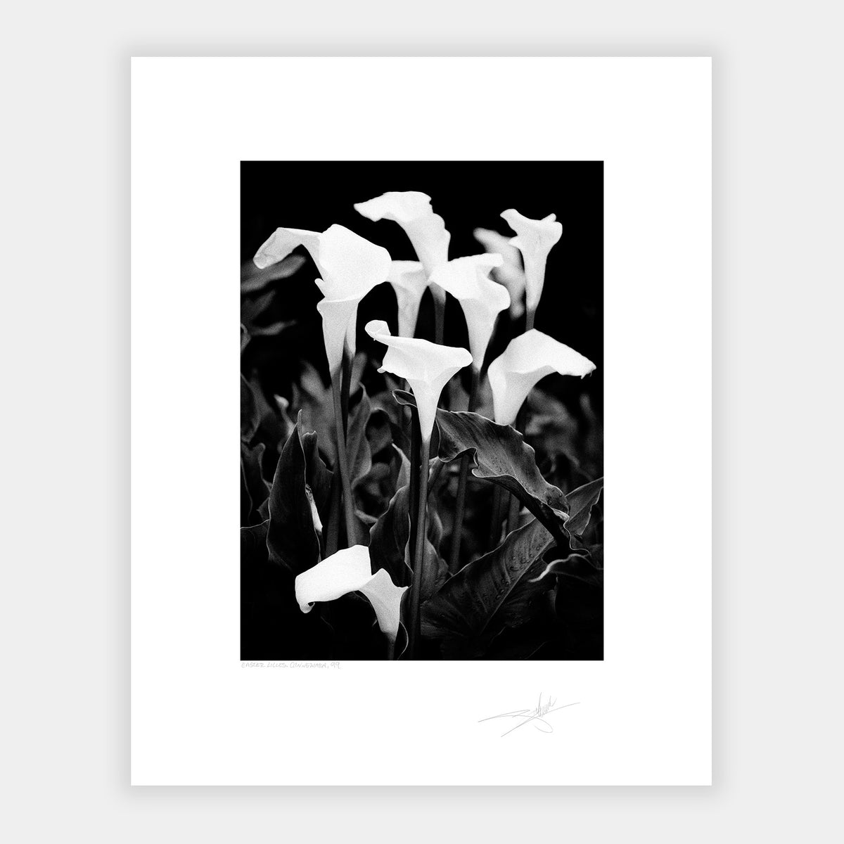Easter lillies, Connemara '99 Ireland Flowers