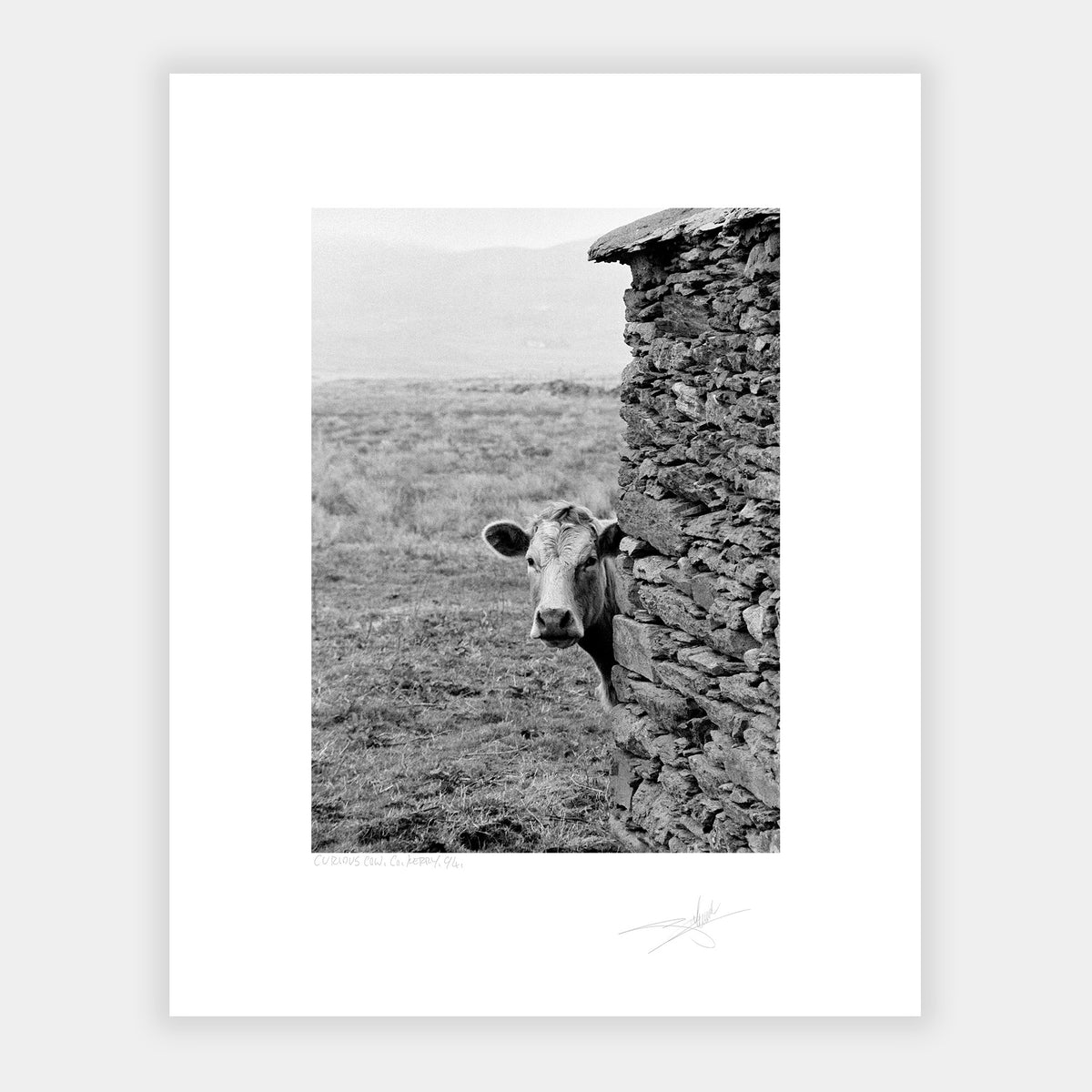 Curious Cow Ireland Valentia Island