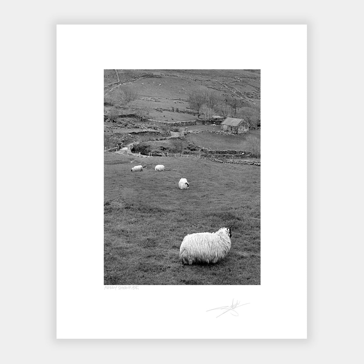 Kerry Sheep '88