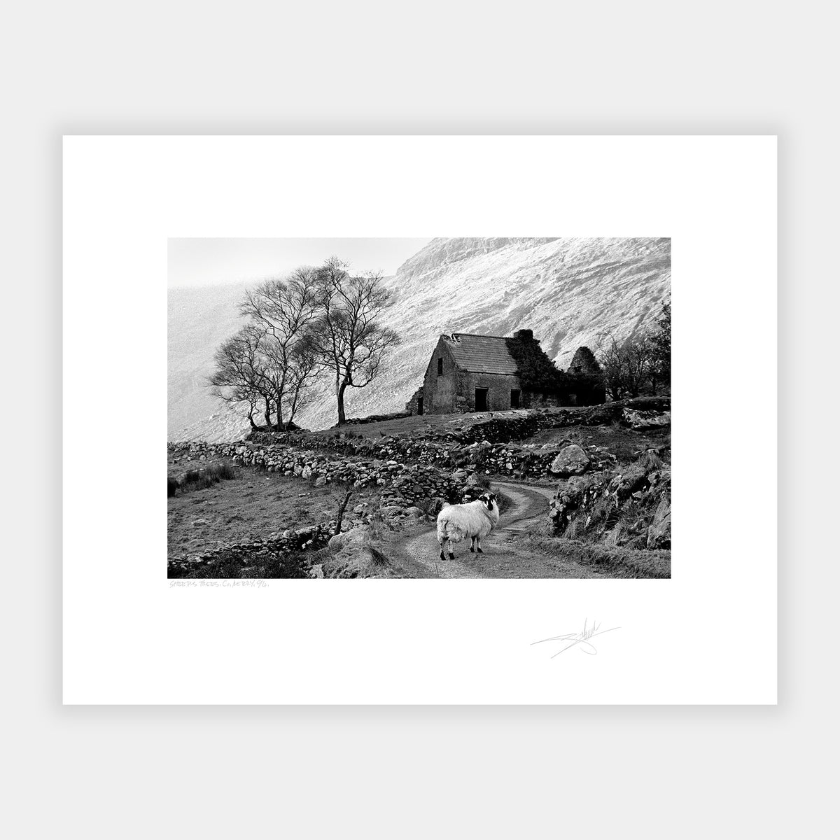 Sheeps trees '94 Kerry Ireland