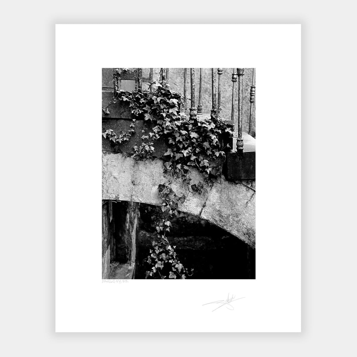 Hanging Ivy '88 Ireland