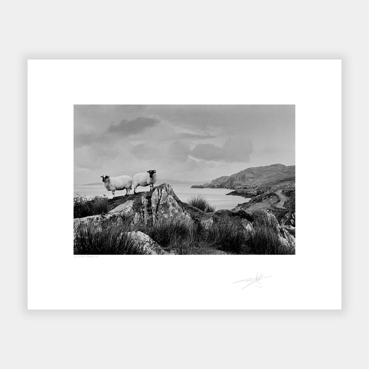 Two Sheep Beara Peninsula Kerry Ireland
