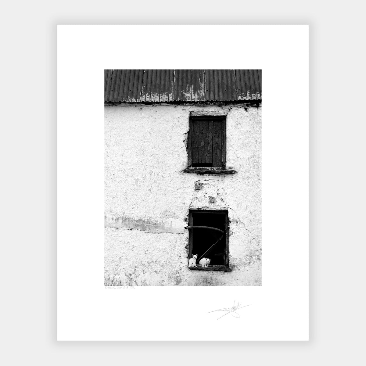 Kittens West Cork '88 Ireland