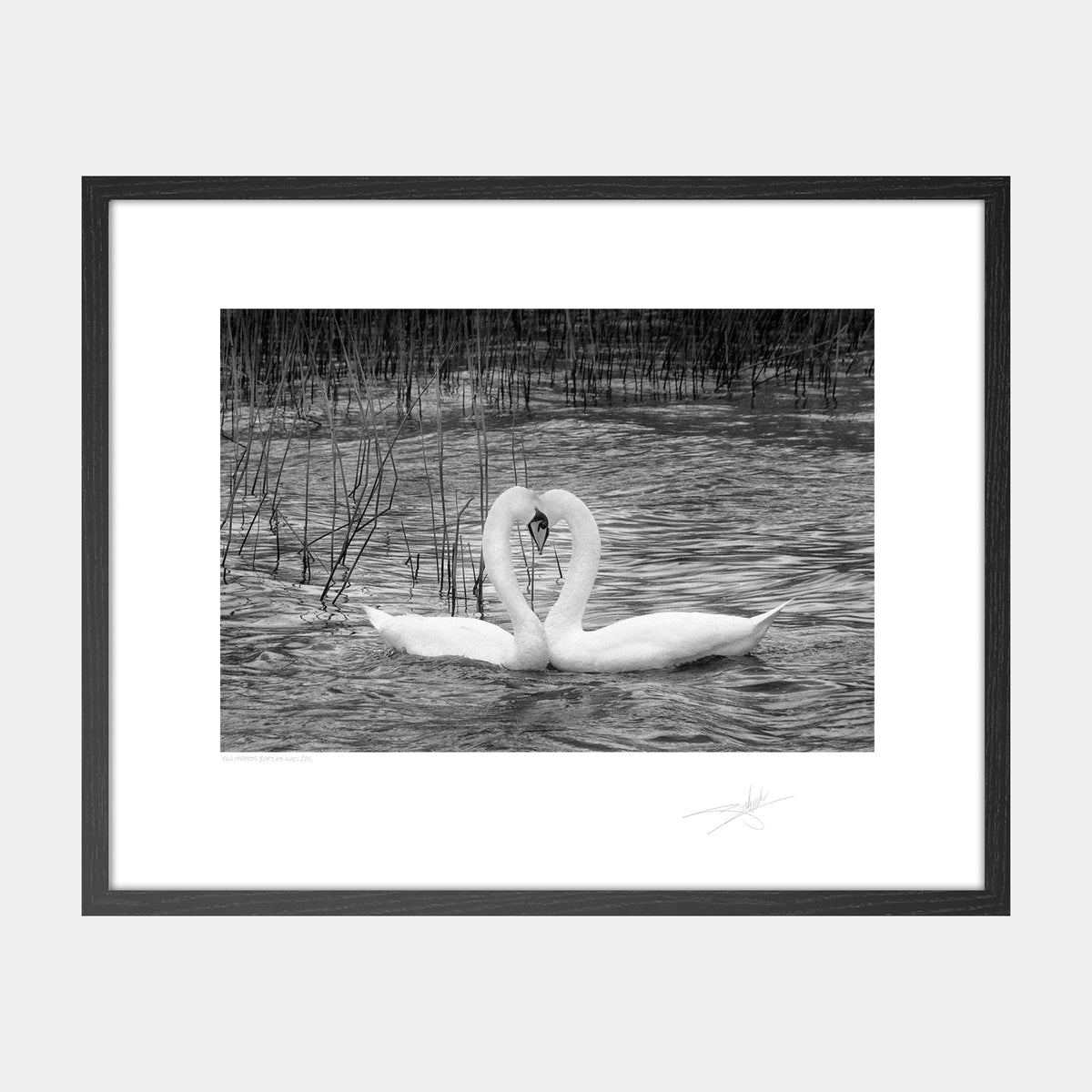 Two Swans