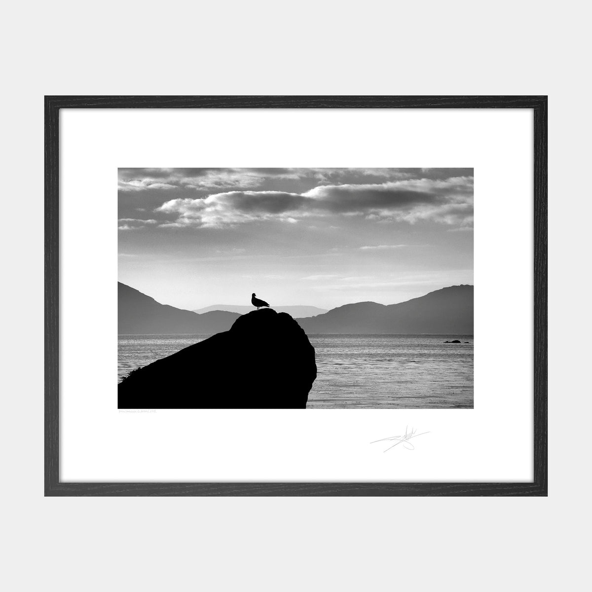 Gull on Rock