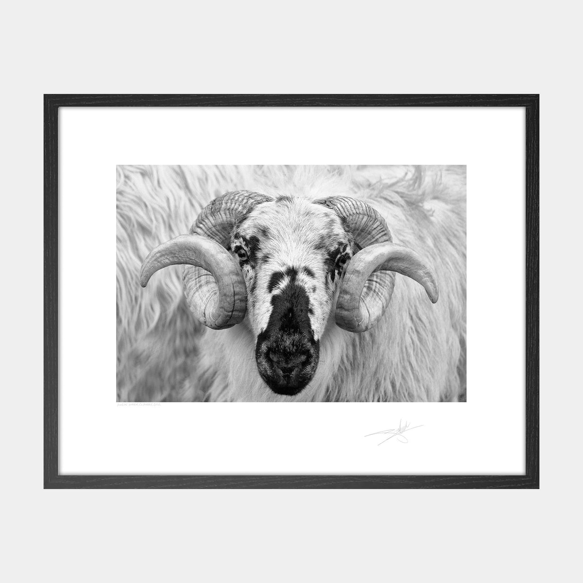 Dingle Sheep