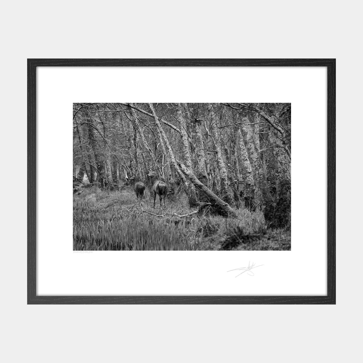 Killarney Deer