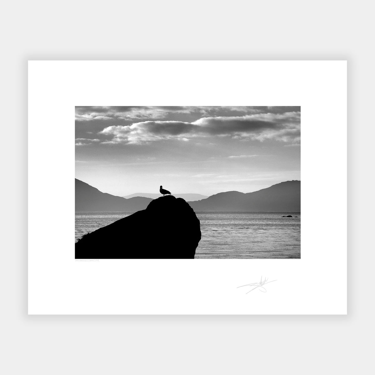 Gull on rock