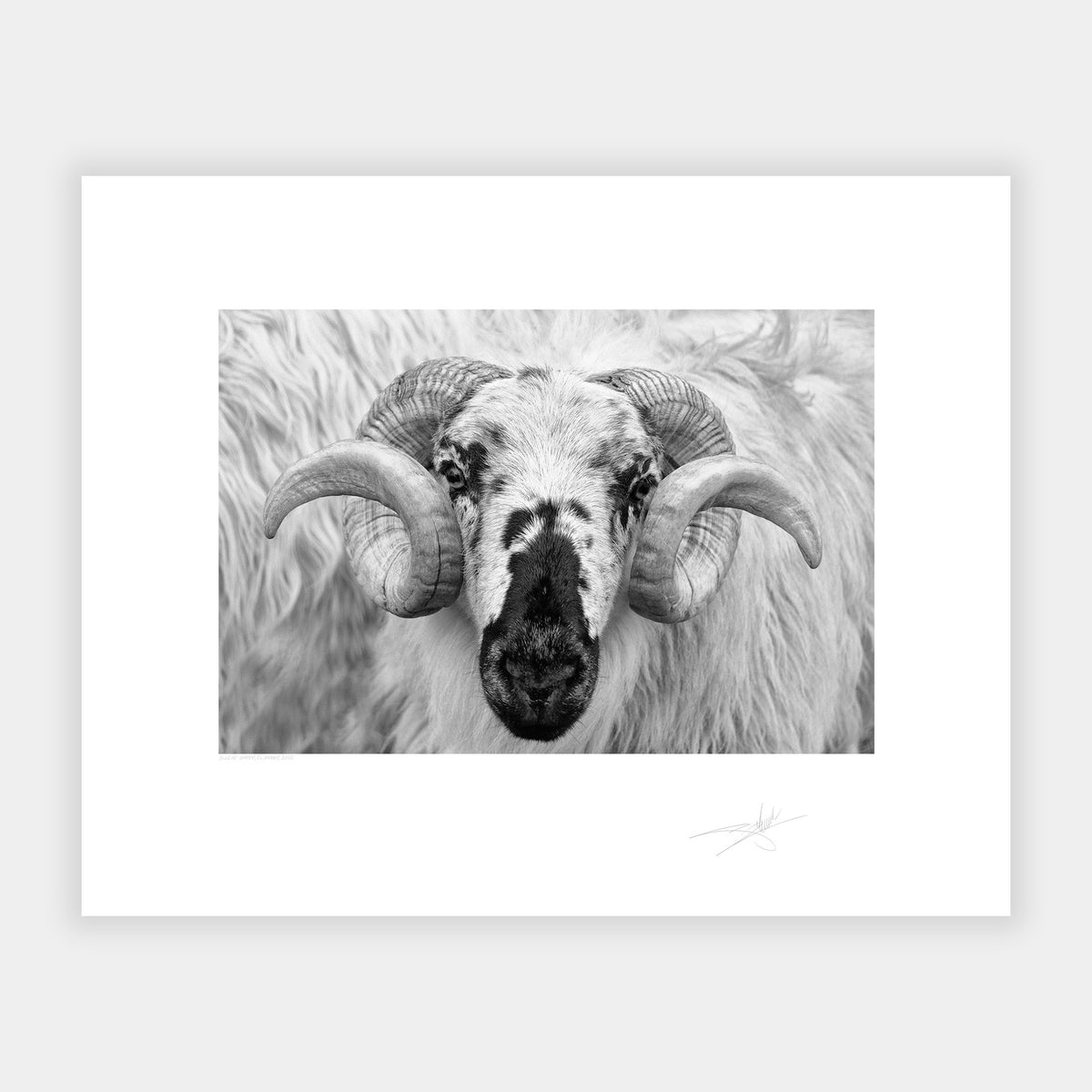 Dingle Sheep