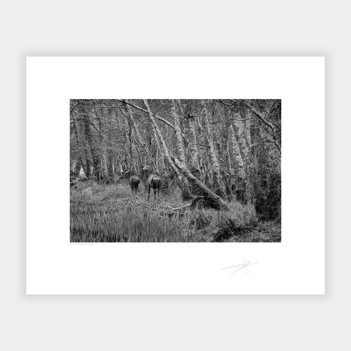 Killarney Deer