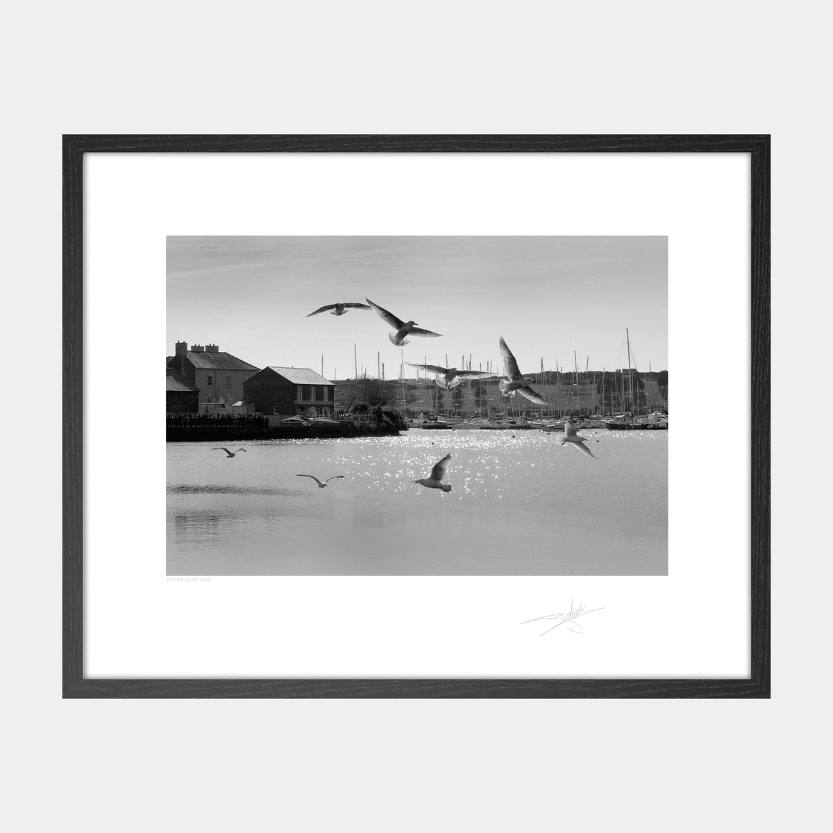 Kinsale gulls Kinsale harbour Ireland 2006