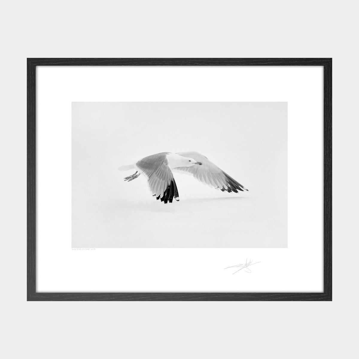 Snow bird Kinsale under snow Ireland 2018