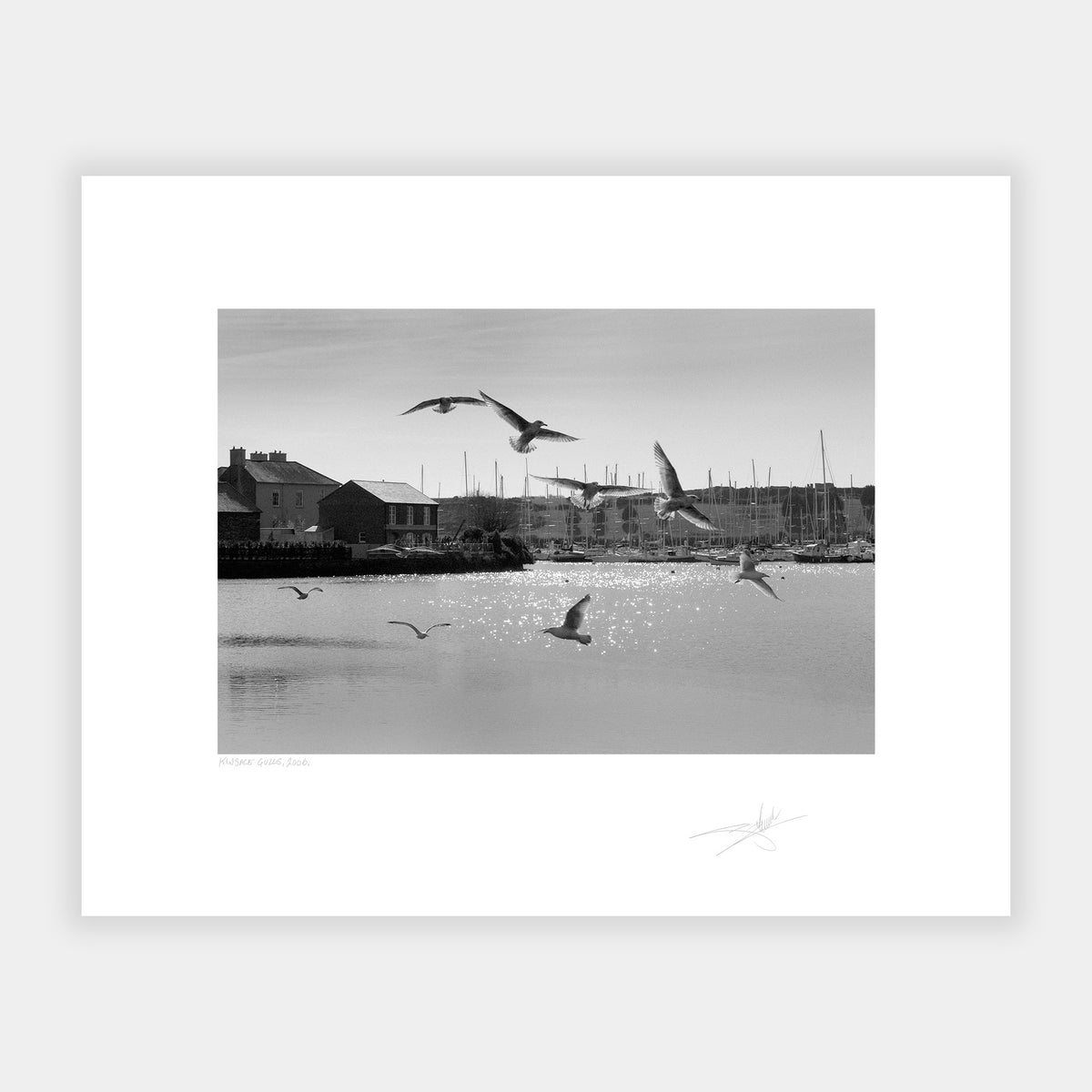 Kinsale gulls Kinsale harbour Ireland 2006