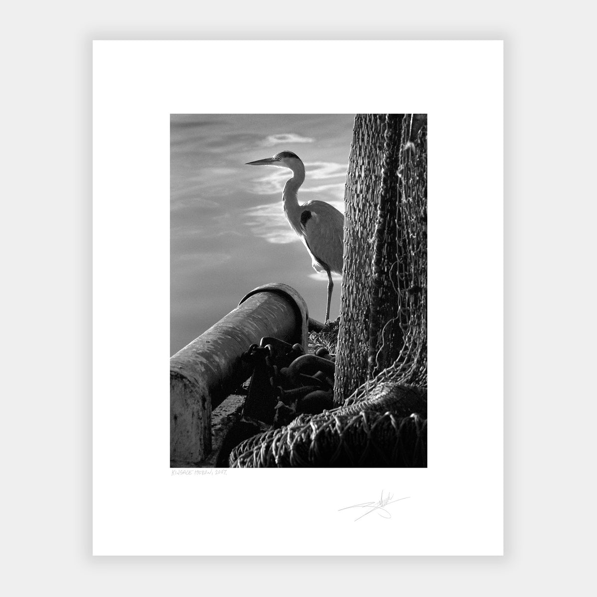 Kinsale Heron Ireland 2007