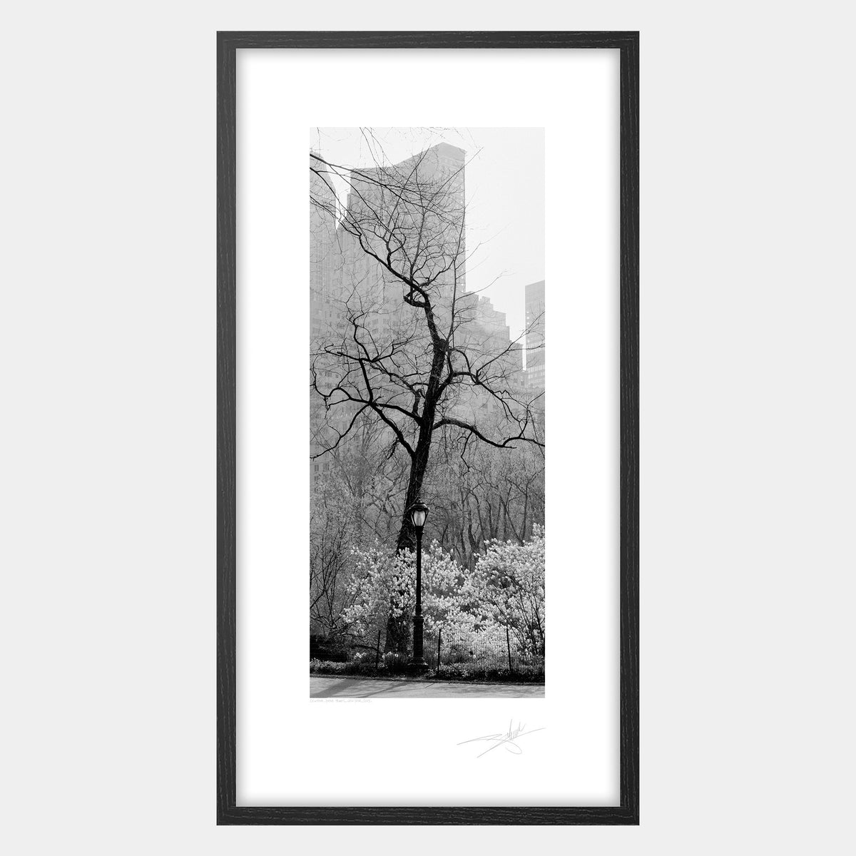 Central Park Tree