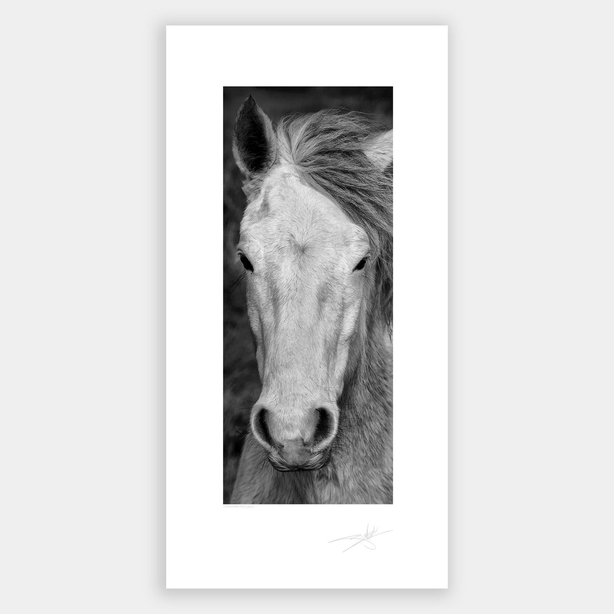 Connemara Pony