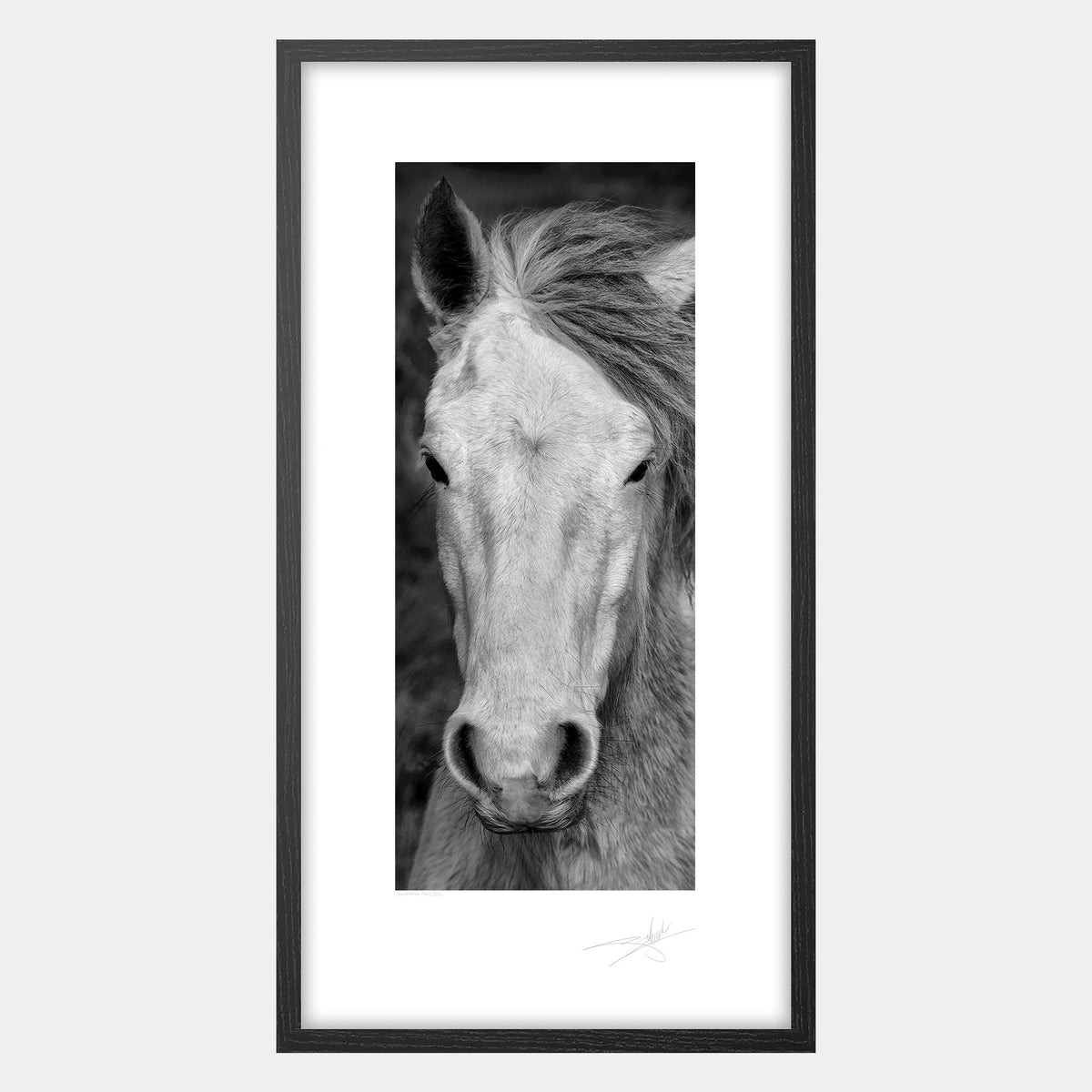 Connemara Pony