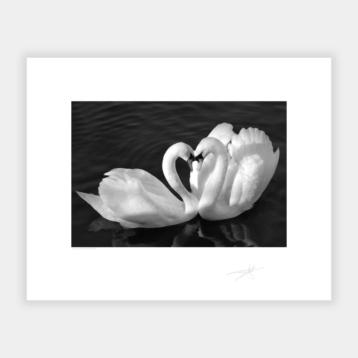 Two Swans