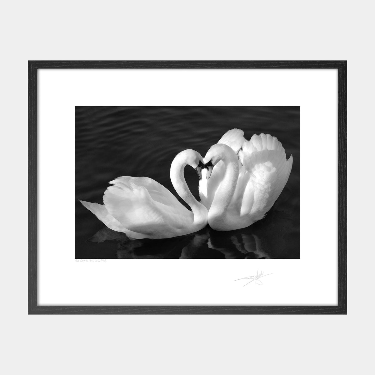 Two Swans