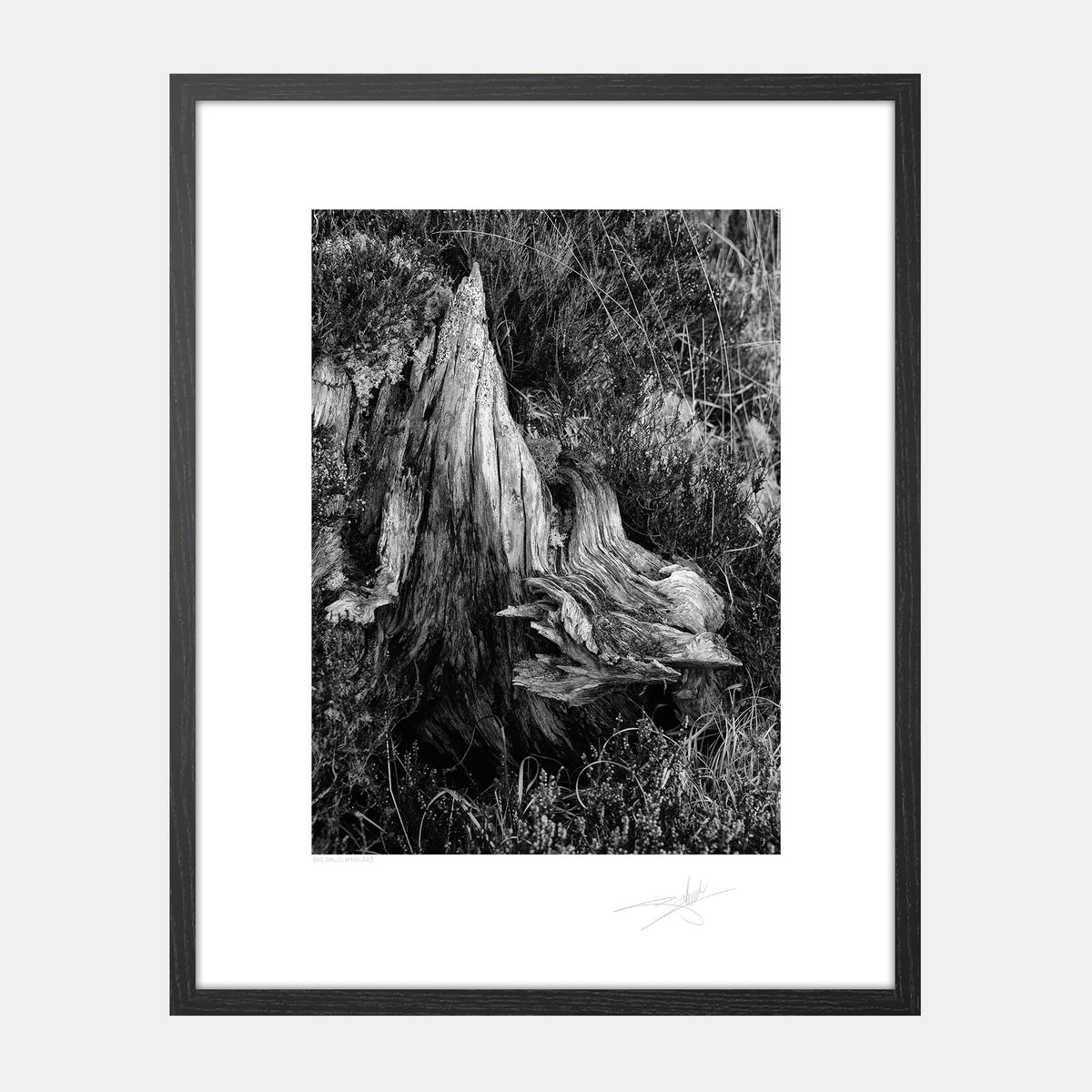 Bog Oak
