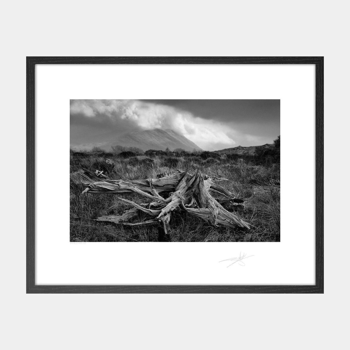 Bog Oak