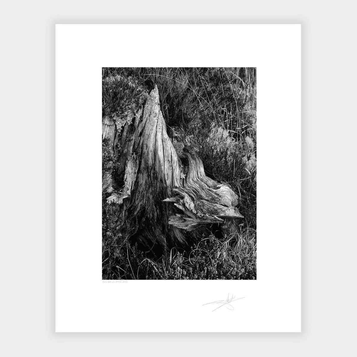 Bog Oak