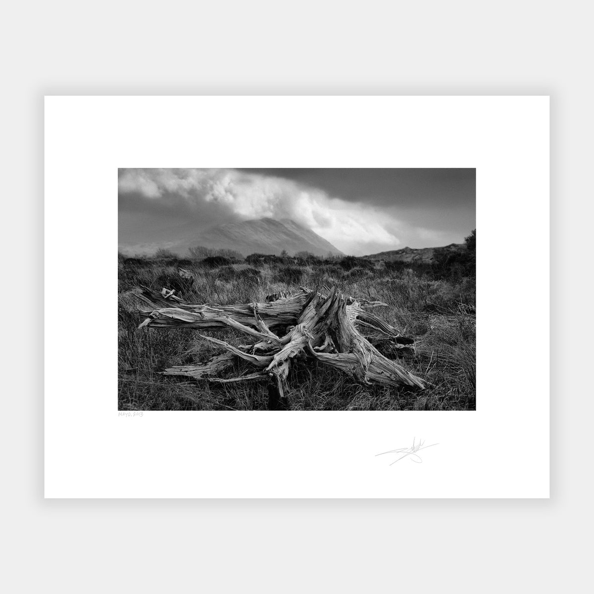 Bog Oak