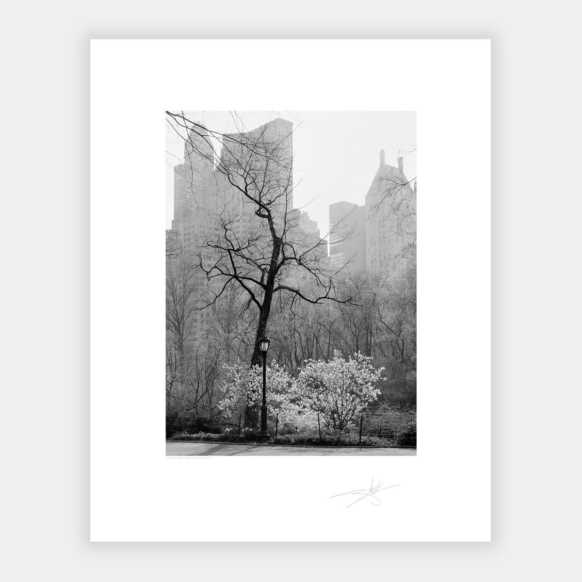 Central Park trees