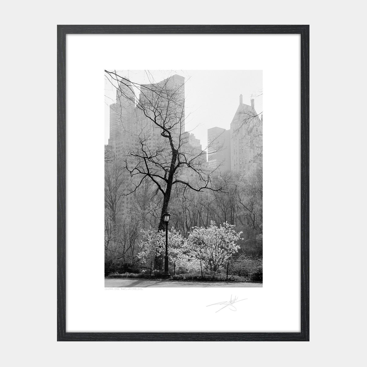 Central Park Trees