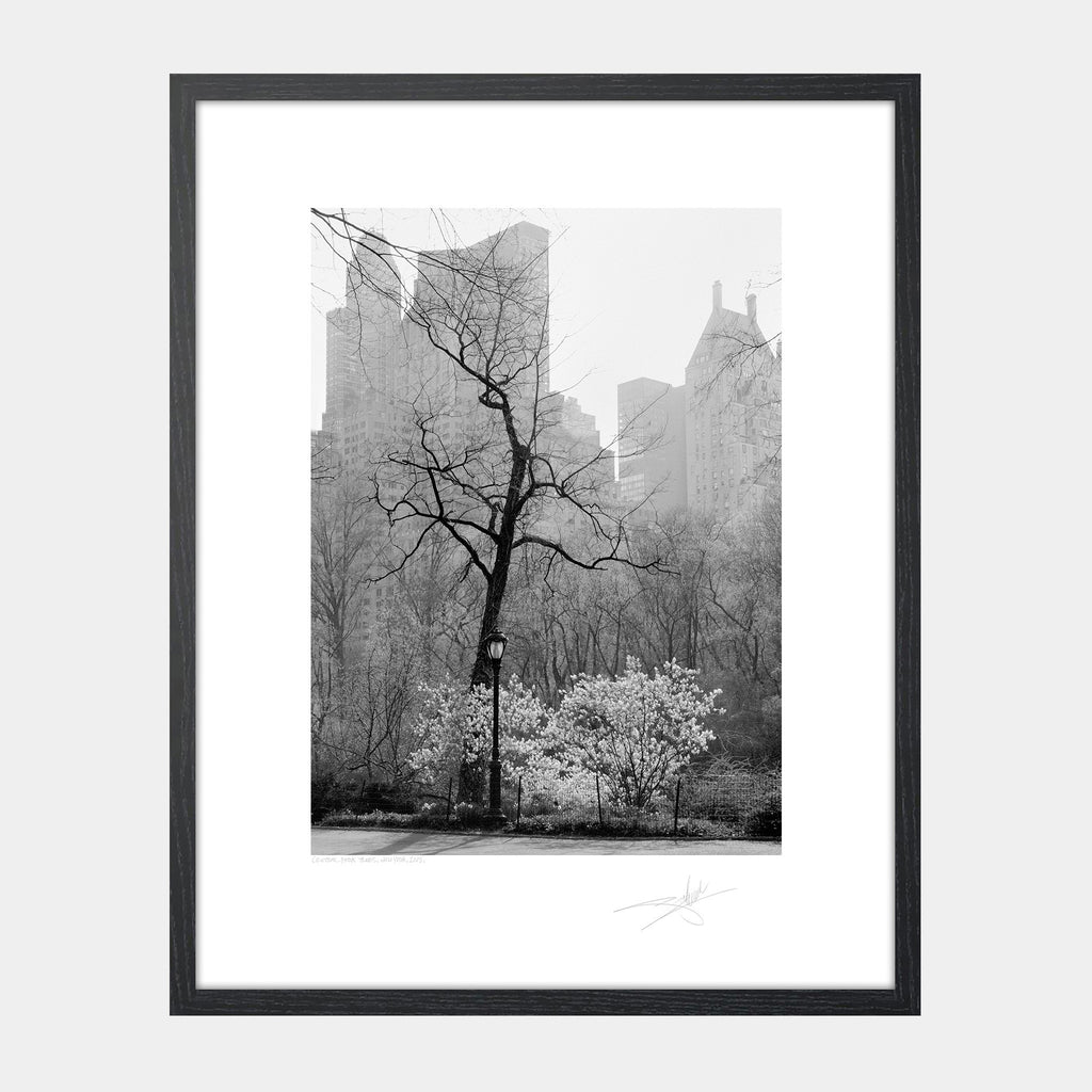Central Park Trees
