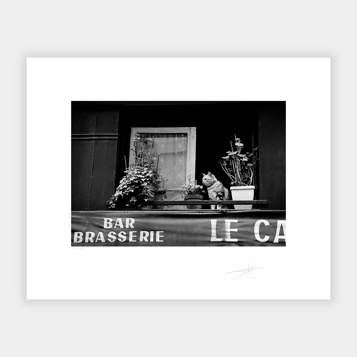 Paris Cat