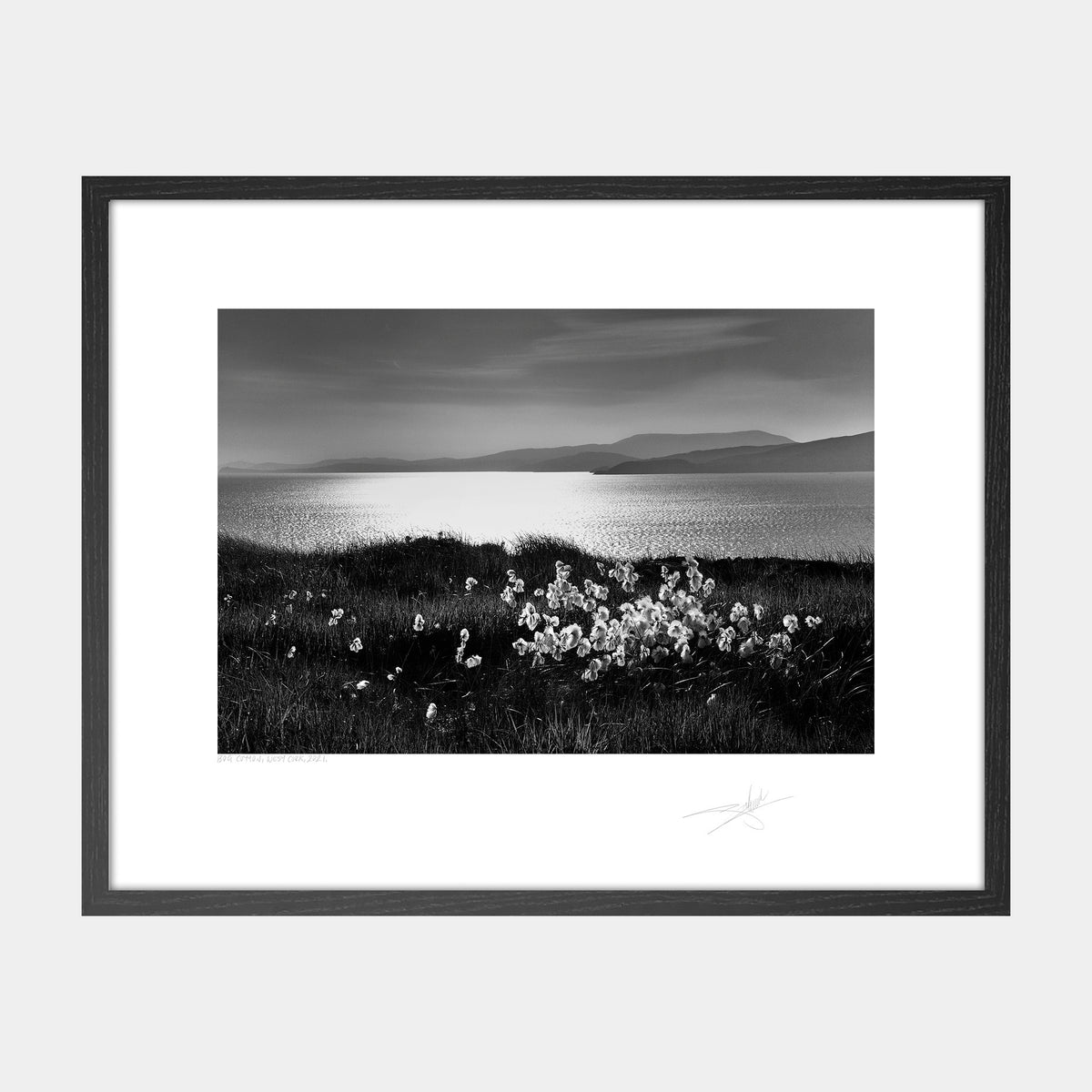 Bog Cotton