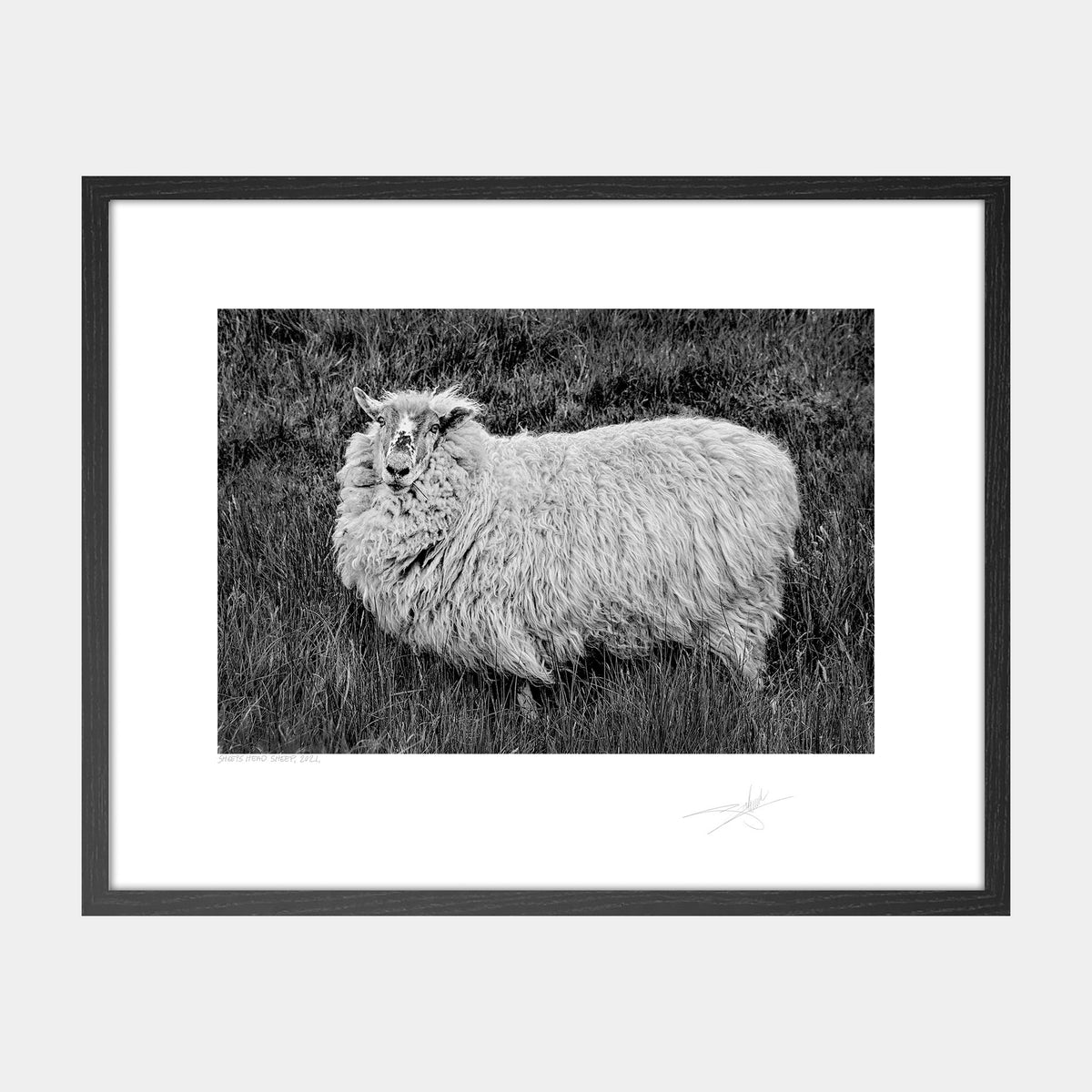 Sheep's Head