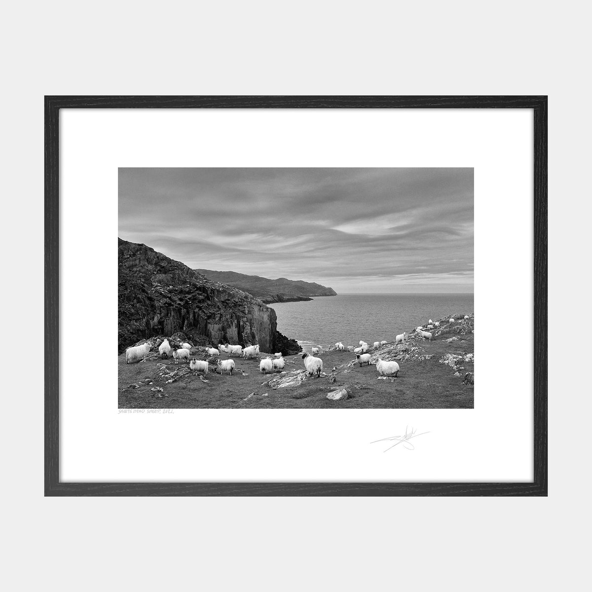 Sheep's Head