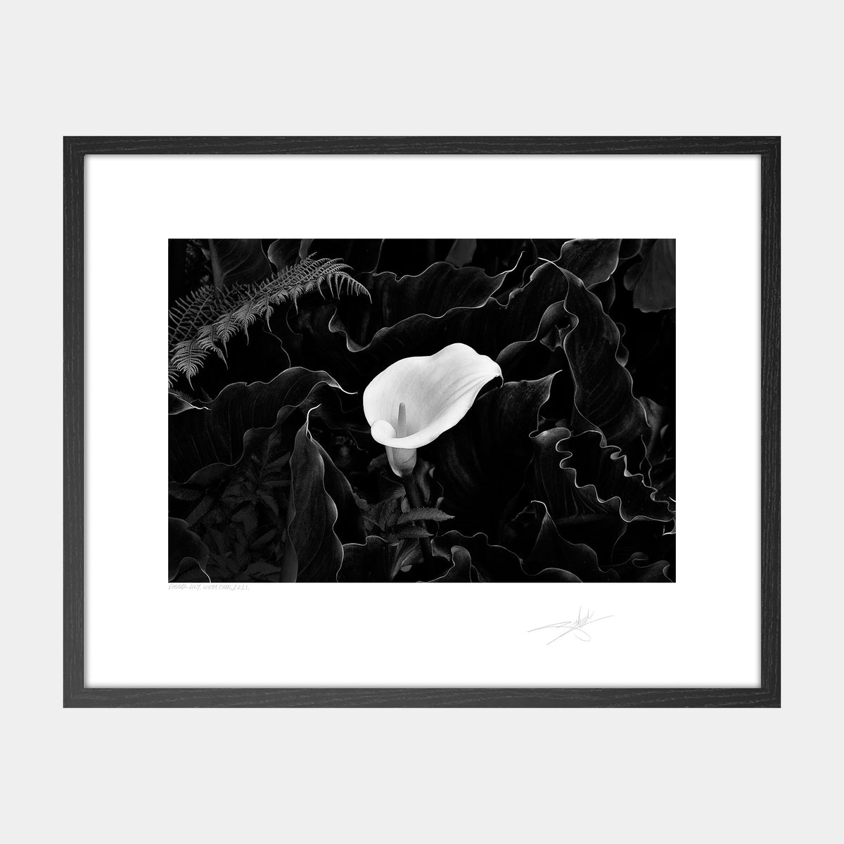 Easter Lily
