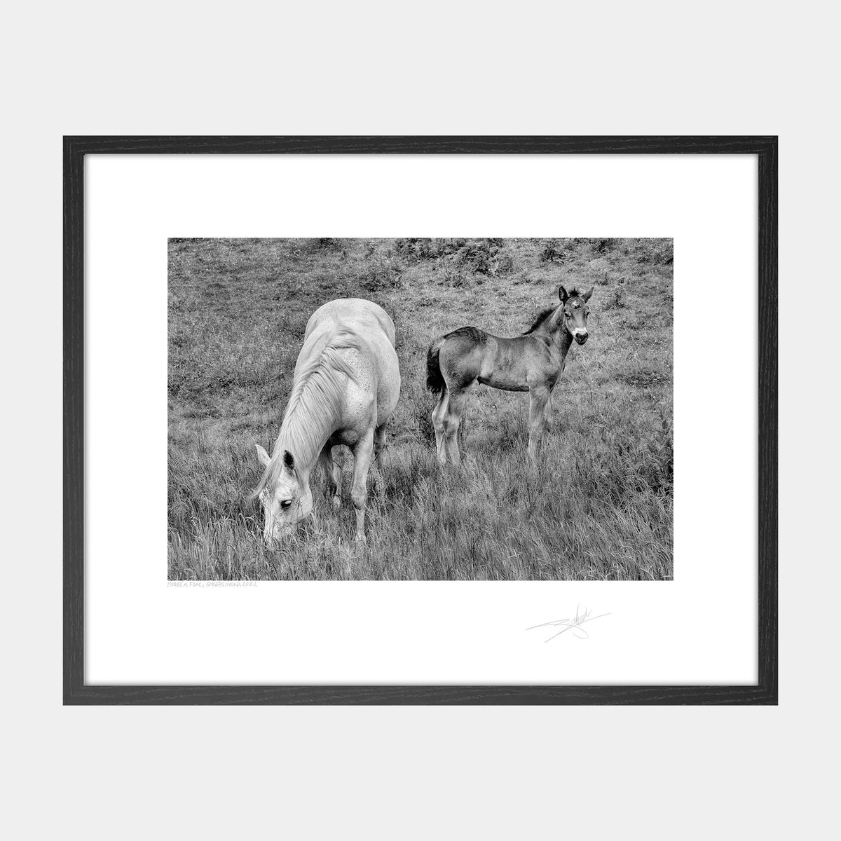 Horse & Foal