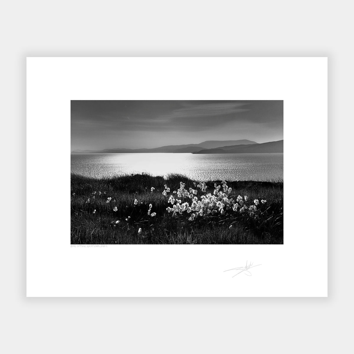 Bog Cotton