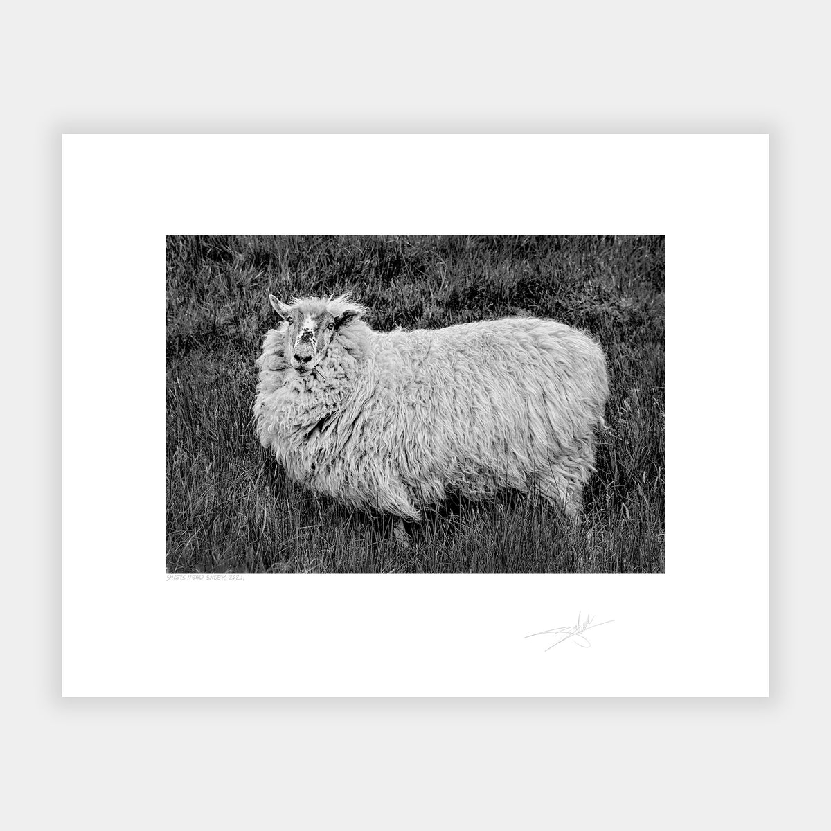 Sheep's Head